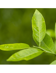 Chá Verde Chun Mee 2