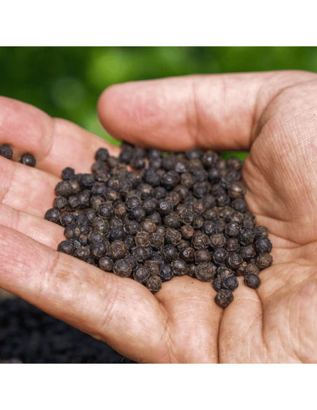 Black Kampot Pepper IGP