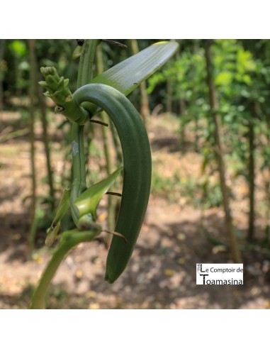 gousse de vanille verte