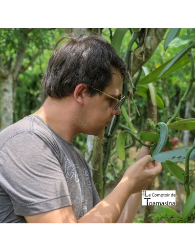 contrôle qualité de la vanille