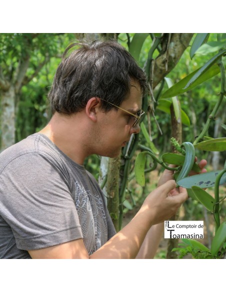 20 Madagascar's Bourbon Vanilla Beans
