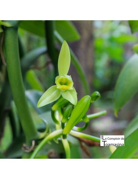 20 Madagascar's Bourbon Vanilla Beans