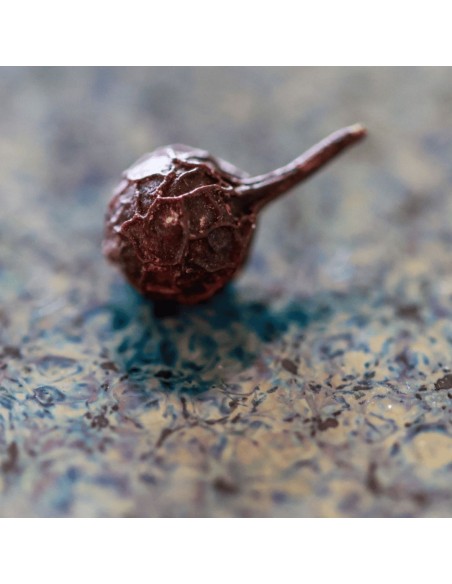 Poivre Cubèbe  (Poivre à Queue)