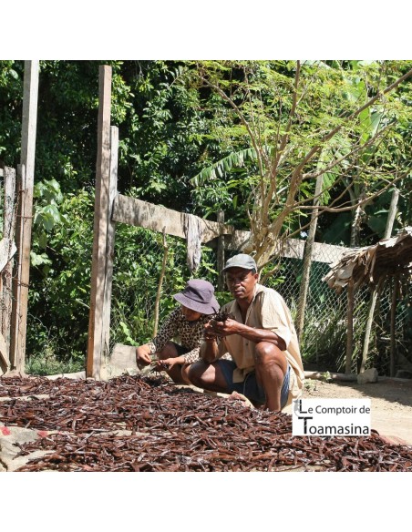 100 Favas de baunilha de Madagascar Extra Gourmet
