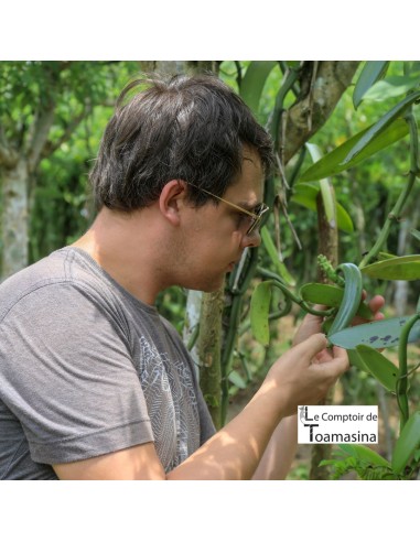 15 Favas de baunilha de Madagascar em frasco
