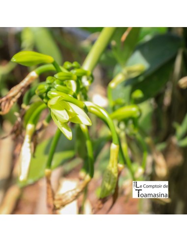 15 Favas de baunilha de Madagascar em frasco