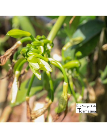 15 Favas de baunilha de Madagascar em frasco