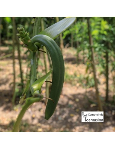2 Favas de Baunilha Bourbon de Madagascar