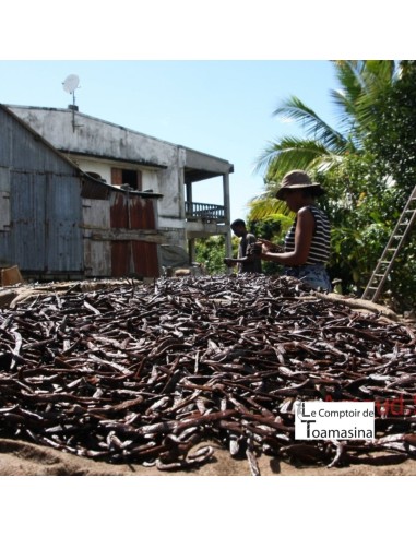 50 Favas de baunilha bourbon de Madagascar