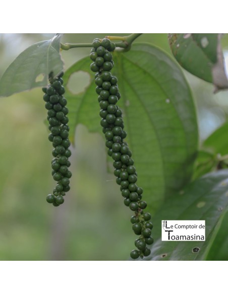 Madagascar Black Pepper