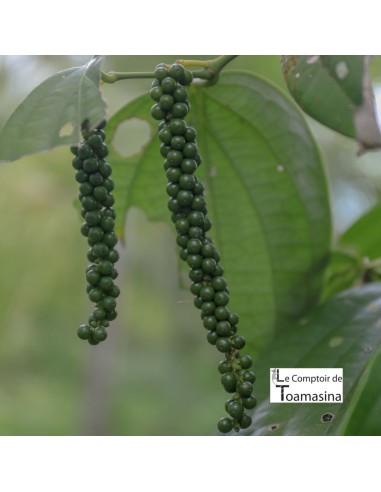 Pimenta Preta Madagáscar 1 Kilo
