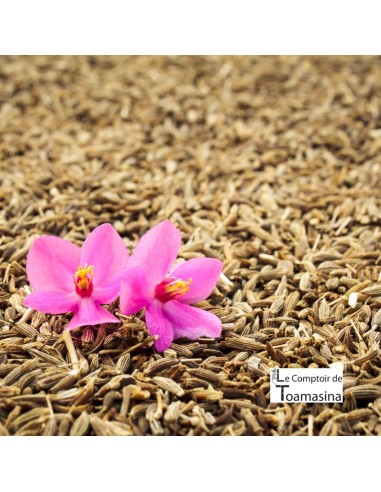 Cumin Seeds or Powder