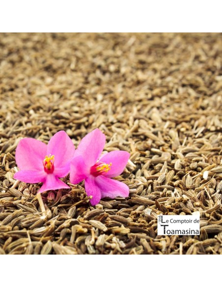 Cumin Seeds or Powder