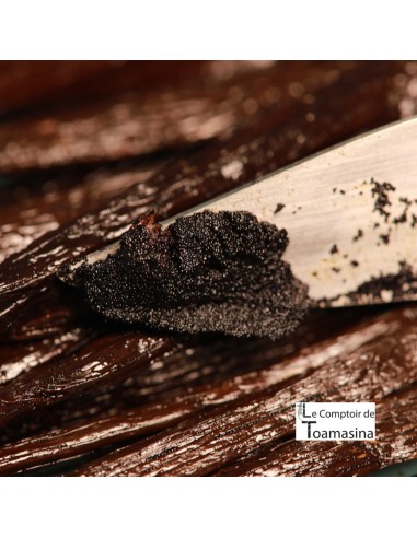 Papua Tahitensis vanilla