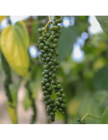 Pimenta Branca Muntok - Moedor