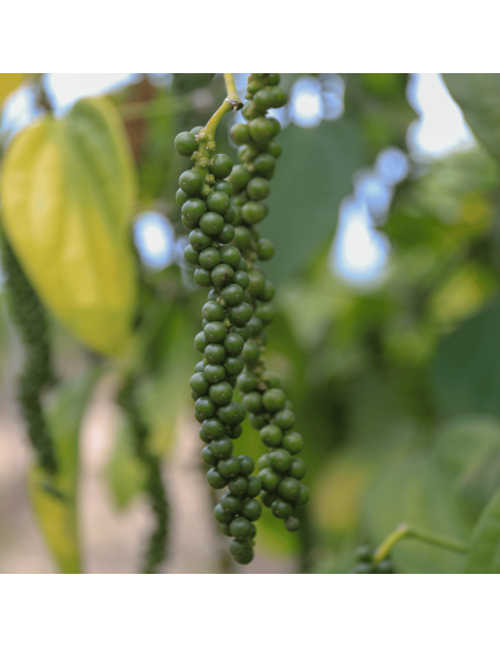 Pimenta Branca Muntok - Moedor