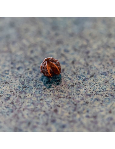 Caixa Pimenta do Mundo com Moedor