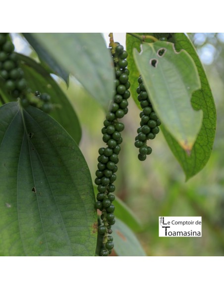 Pimenta branca do Sri Lanka (Ceilão) - Moedor