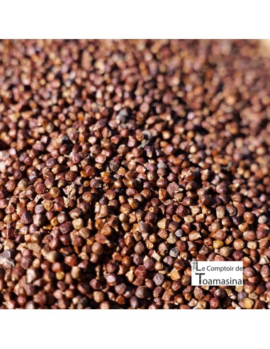 Maniguette - Seed of Paradise - Moedor