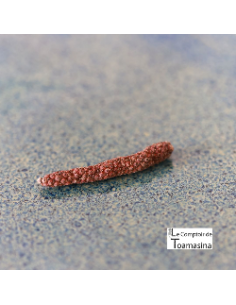 Pimenta Longa Vermelha Camboja