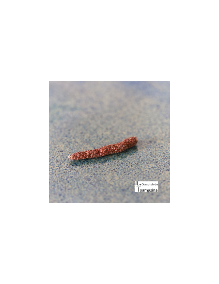 Poivre Long Rouge du Cambodge