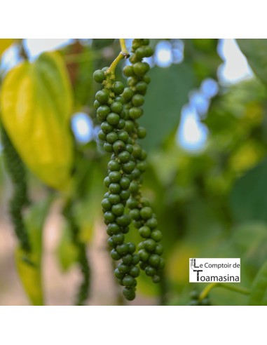 White Kampot Pepper IGP