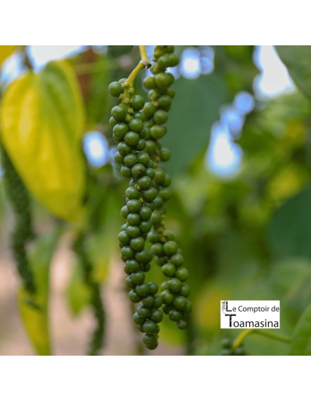 Pimenta Branca de Kampot IGP