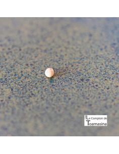 White Pepper from Penja IGP