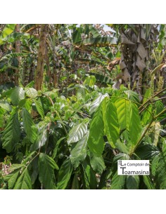 Guarana Powder 5 Kg Import 2