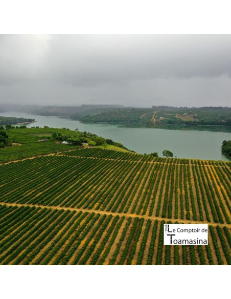 Plantation de poivre à Espirito Santo