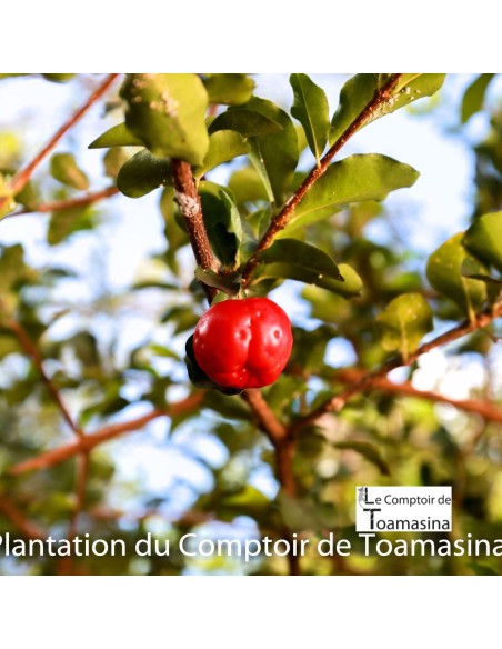 Acerola Powder by the Kilo - Malphighia punicifolia