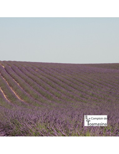 Summer Green Tea - Litchi, Violet and Lavender