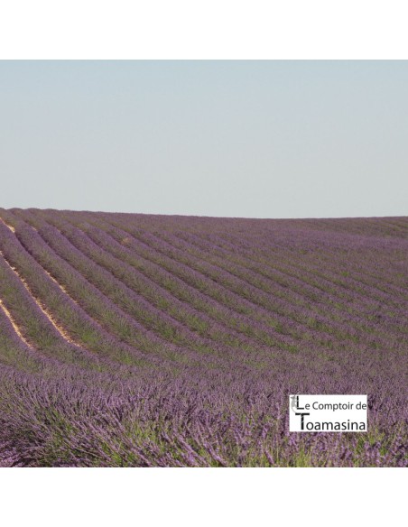 Summer Green Tea - Litchi, Violet and Lavender