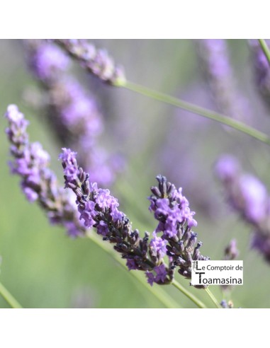 Summer Green Tea - Litchi, Violet and Lavender