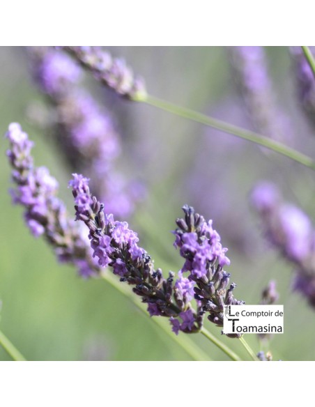 Summer Green Tea - Litchi, Violet and Lavender