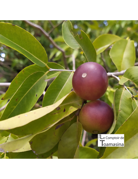 Buy Camu Camu online Discover a fruit with vitamin C - Arnaud