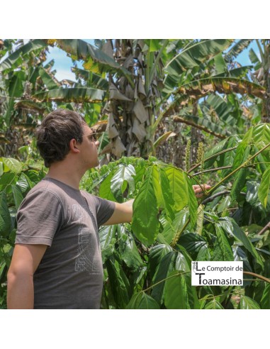 Arnaud Sion, dans une plantation de guarana à Bahia