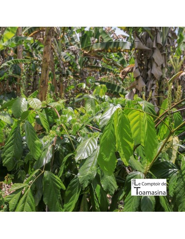 Guarana en Poudre au Kilo