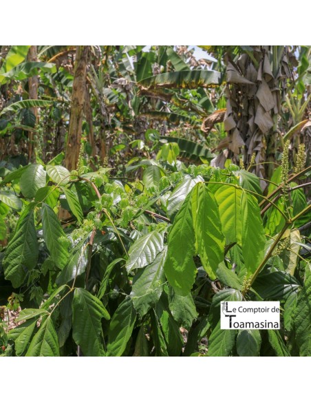 Guarana en Poudre au Kilo