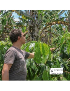 Guarana en Poudre