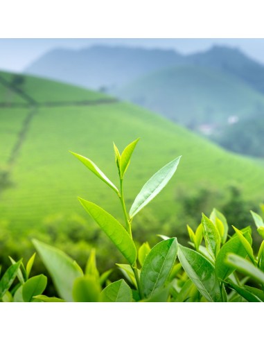 Coffret les Thés d'Origine