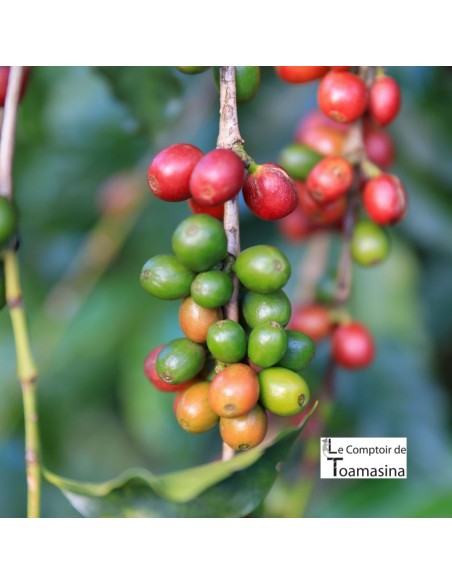 NATURAL FLAVOR Coffee - Pastry