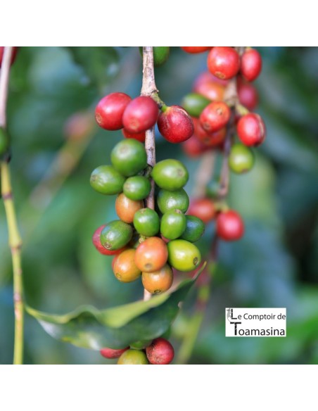 Arôme Naturel de Café à Pâtisserie