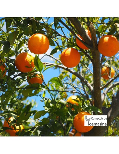 Extrato de Flor de Laranja Marroquino