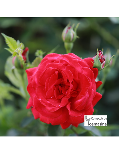 Culinary Rose Water in Pastry (Bulgaria)