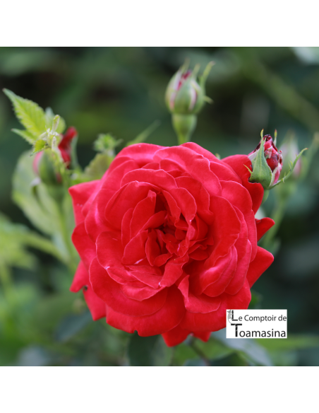 Culinary Rose Water in Pastry (Bulgaria)