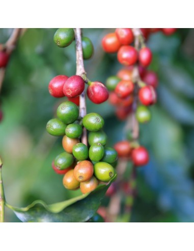 Aroma Natural de Café para Pâtisserie