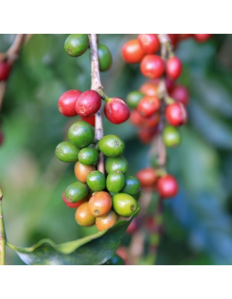 Aroma Natural de Café para Pâtisserie