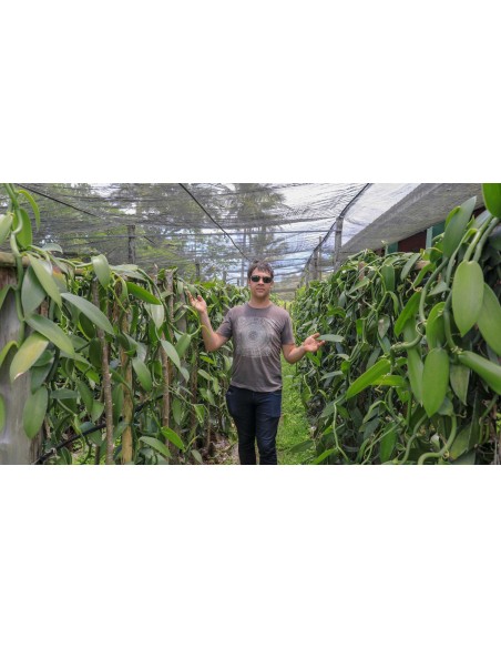 Plantation de vanille