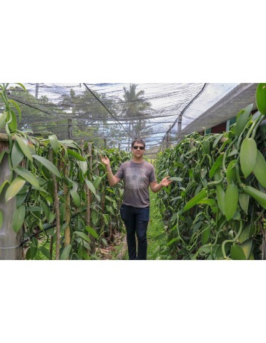 Vanilla of the World Book: Terroirs, Pods and...